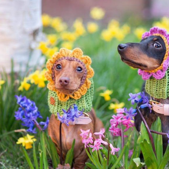 Meet your Posher, Tonya - Picture 2 of 2